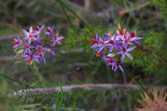 Calectasia narragara