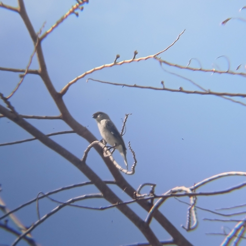 Plumbeous Seedeater (Sporophila plumbea), photo 4