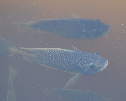 Oreochromis aureus