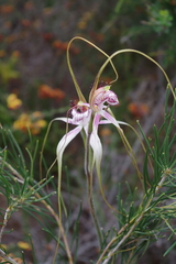 Caladenia × suffusa