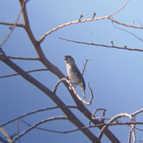 Plumbeous Seedeater (Sporophila plumbea), photo 5