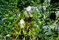 Stellaria crassifolia