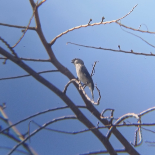 Plumbeous Seedeater (Sporophila plumbea), photo 10