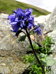 Veronica macrostemon