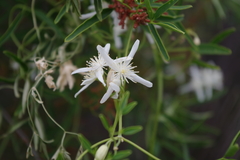Clematis linearifolia