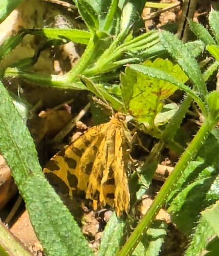 Speckled Yellow, VQ98+FR, 6325 PZ Berg en Terblijt, Nederland, photo 10 of 10