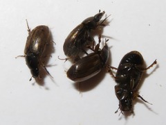 Melinopterus prodromus