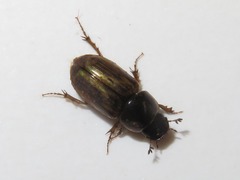 Melinopterus prodromus