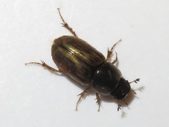 Melinopterus prodromus