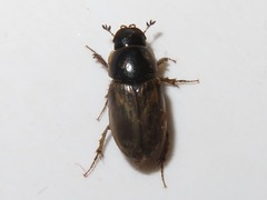 Melinopterus prodromus