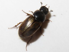 Melinopterus prodromus