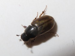 Melinopterus prodromus