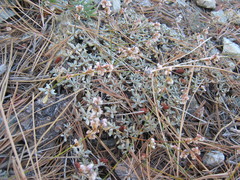 Eriogonum kennedyi austromontanum