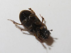 Melinopterus prodromus