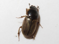 Melinopterus prodromus