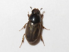 Melinopterus prodromus