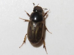 Melinopterus prodromus