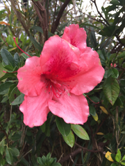 Rhododendron scabrum