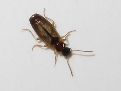 Philorhizus melanocephalus