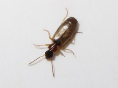 Philorhizus melanocephalus