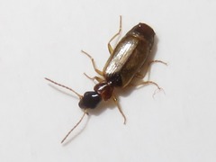 Philorhizus melanocephalus