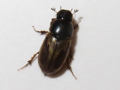 Melinopterus prodromus