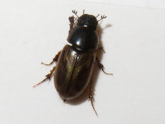 Melinopterus prodromus