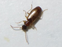 Philorhizus melanocephalus