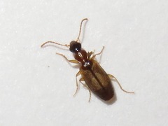 Philorhizus melanocephalus