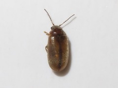 Contacyphon laevipennis