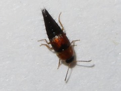 Tachyporus dispar