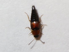 Tachyporus dispar