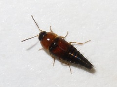 Tachyporus dispar