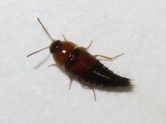 Tachyporus dispar