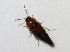 Tachyporus dispar