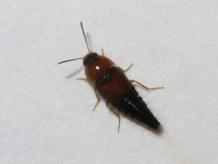Tachyporus dispar