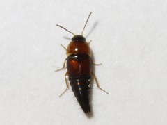 Tachyporus dispar