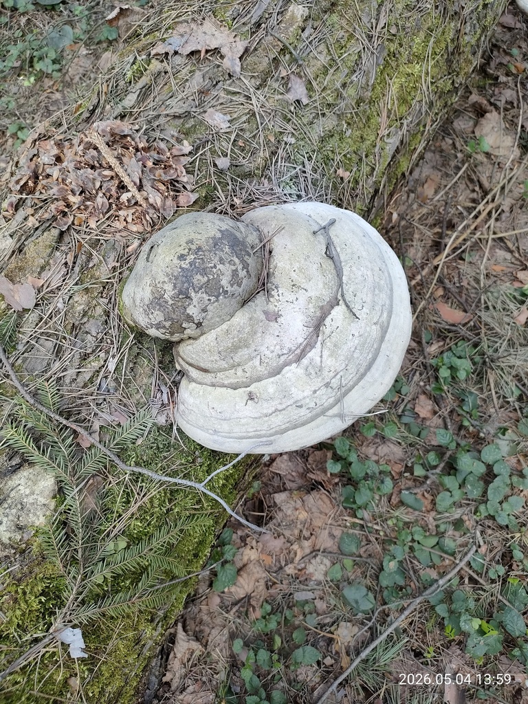Fomes fomentarius