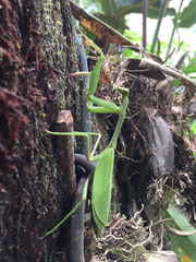 Stagmomantis theophila