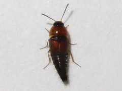 Tachyporus dispar