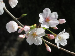Prunus × yedoensis