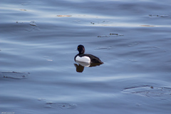 Aythya fuligula