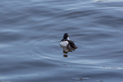 Aythya fuligula