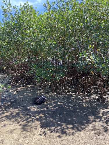 red mangrove