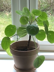 Pilea peperomioides