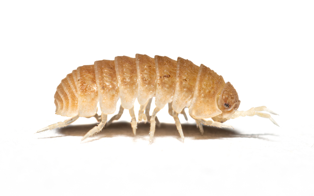 Cristarmadillidium myrmecophilum