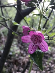 Penstemon triflorus
