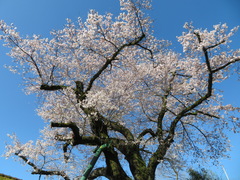 Prunus × yedoensis