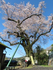 Prunus × yedoensis