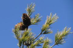Pinus armandi mastersiana